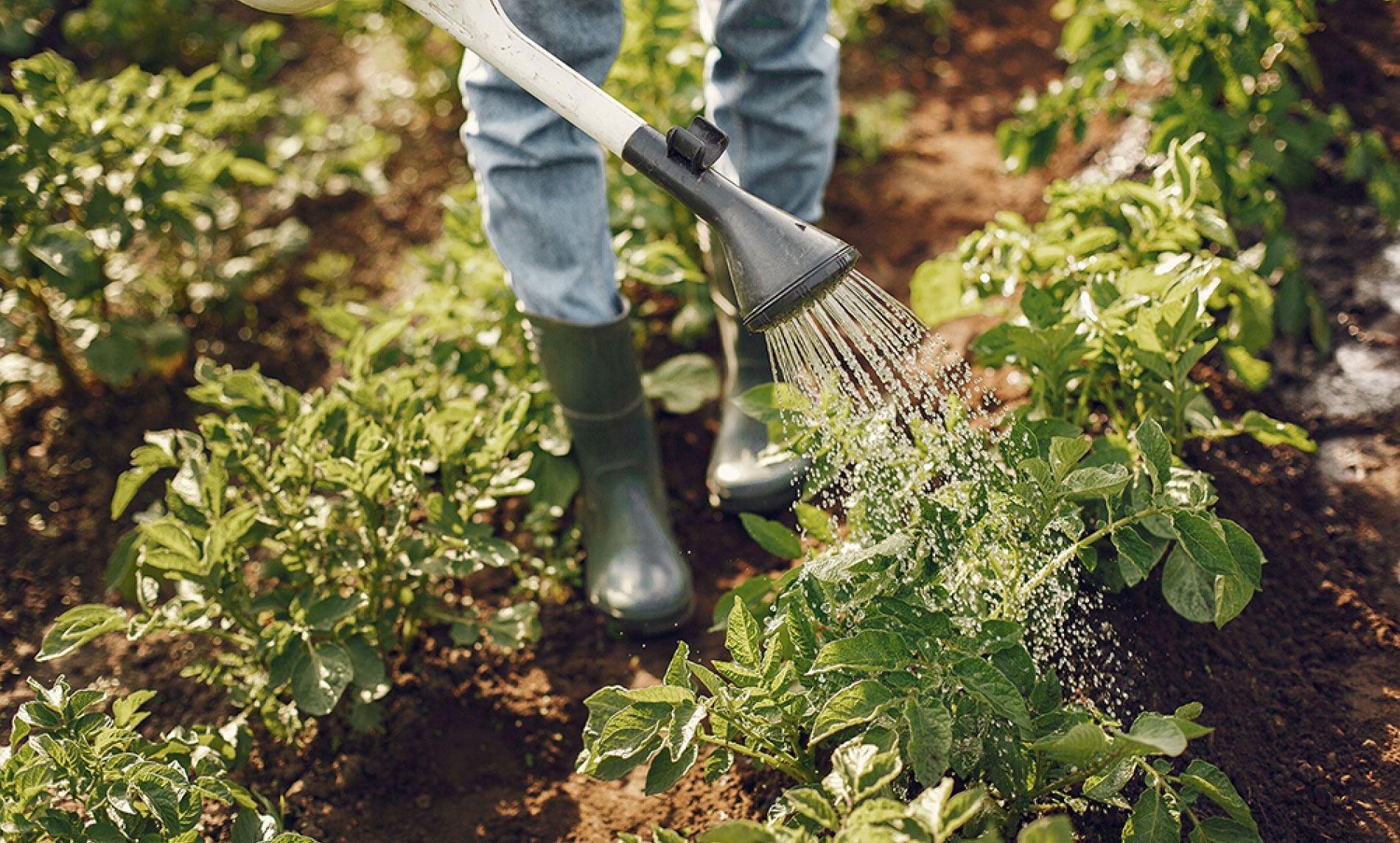 Create Your Own Small Garden At Home